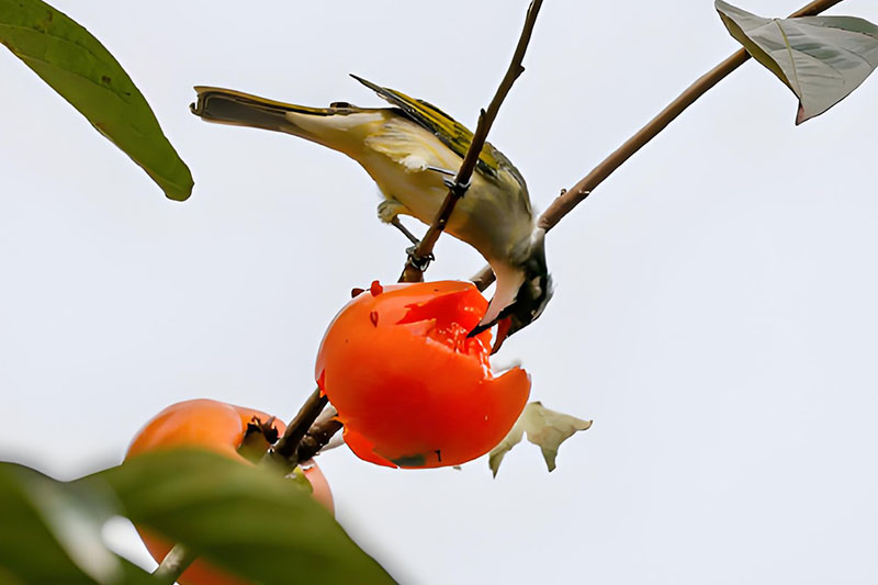 How Laser Bird Repellent Technology is Transforming Orchard Protection